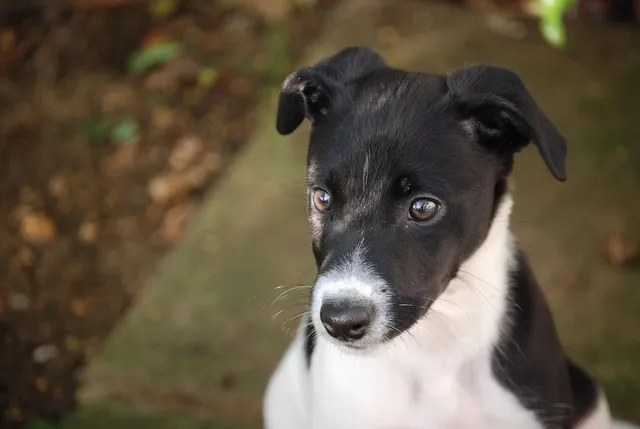 Standing Lurcher