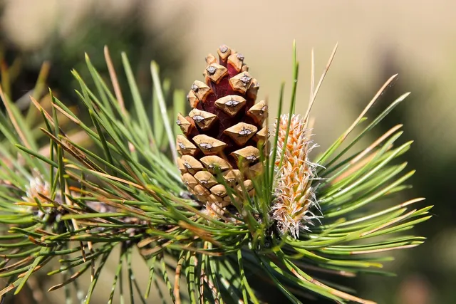 Pine Lodge