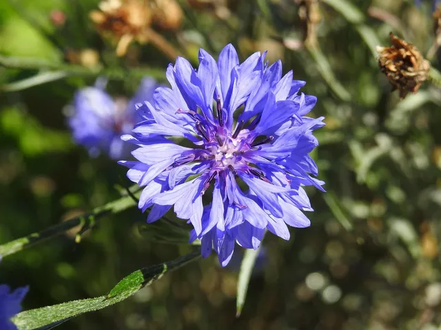 Cornflower Nook