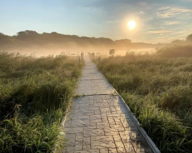 Early Mist