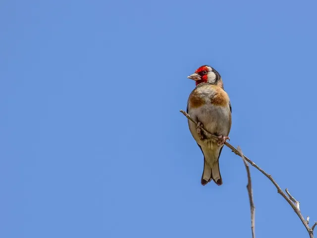 Goldfinch