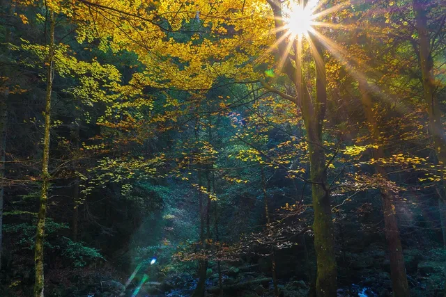Autumn Sun 
