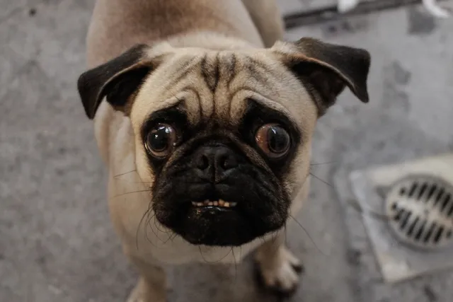 Standing Pug