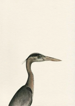Ardeidae