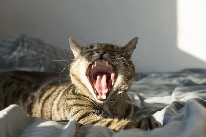 Louis Yawning 