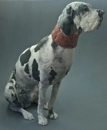 Sitting Great Dane
