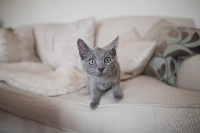 Willow Russian Blue