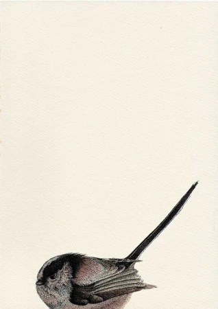 Aegithalos caudatus
