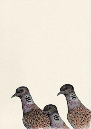 Turtle Dove